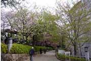 img2-sakura08.jpg